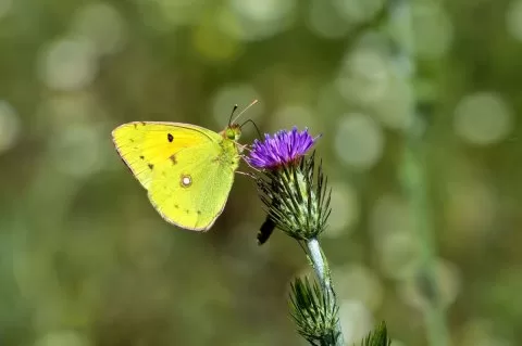Sarı Azamet