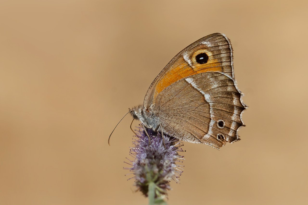 Arazi fotoğrafı