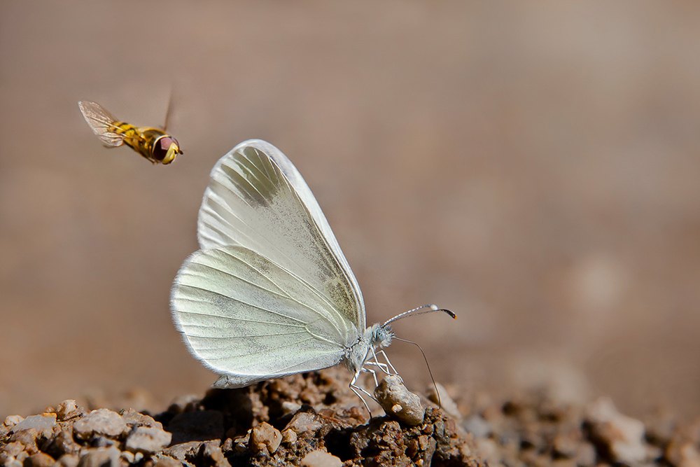 Arazi fotoğrafı