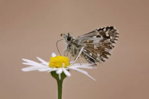 Ebegümeci Zıpzıpı
