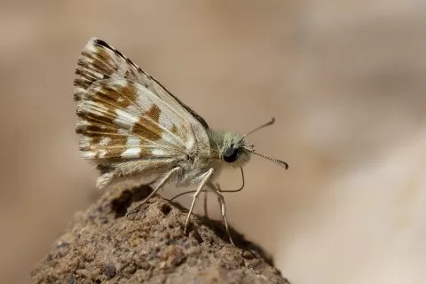 Malatya