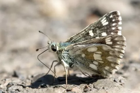 Azeri Zıpzıpı