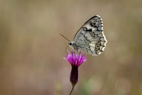 Malatya
