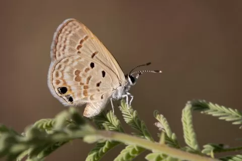 Akdeniz Mücevher Kelebeği