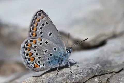 Malatya