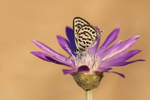 Malatya
