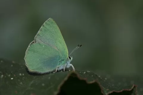 Beydağı