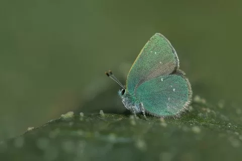 Beydağı