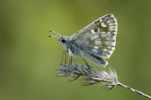 Mozaik Zıpzıpı