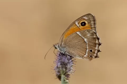 Malatya