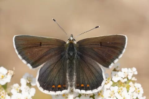 Çokgözlü Ormanesmeri