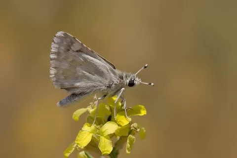 Baskil - Elazığ