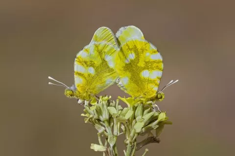 Zegris
