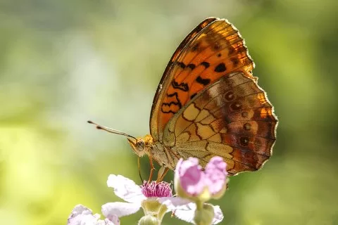 Malatya