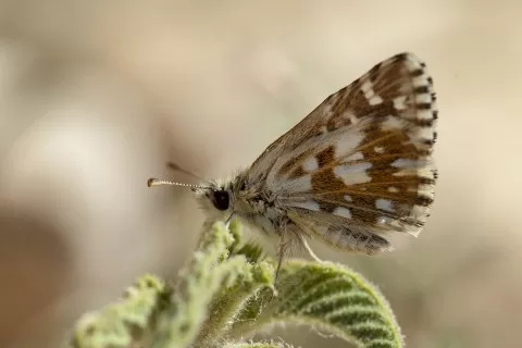 Malatya