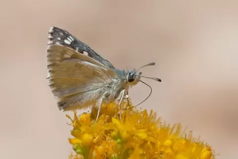 Malatya