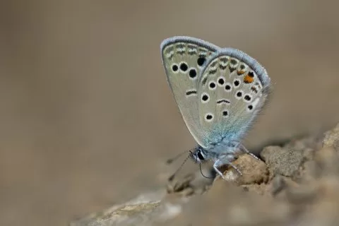 Malatya