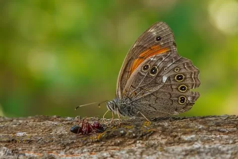 Malatya