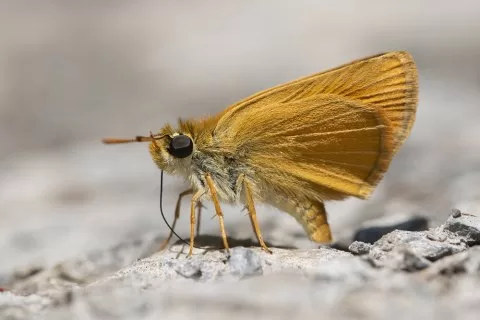 Hakkari