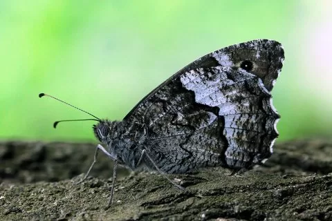 Malalatya