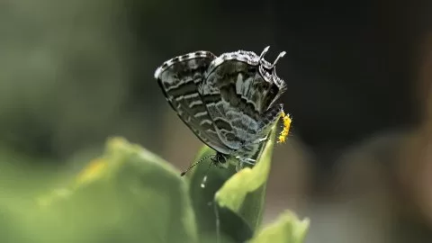 Sardunya Zebrası