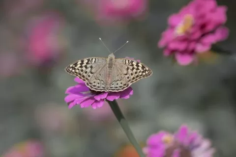 Bahadır