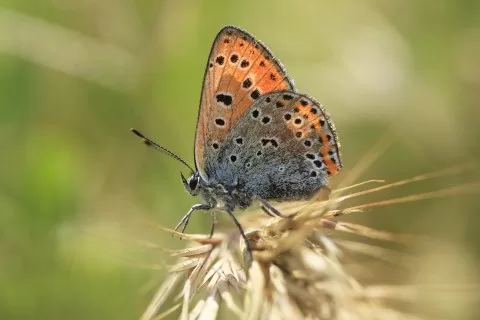 Küçük Ateş Güzeli