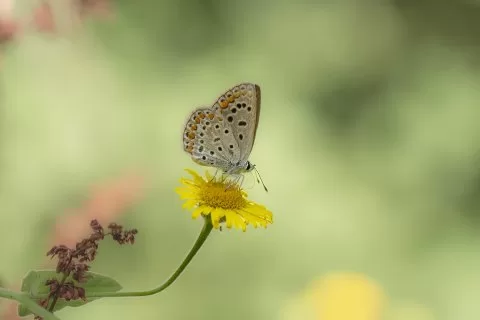 Çokgözlü Mavi