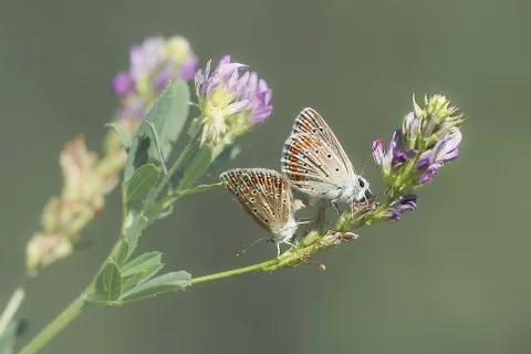 Çokgözlü Menekşe Mavisi