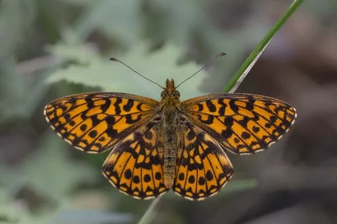 Morinci