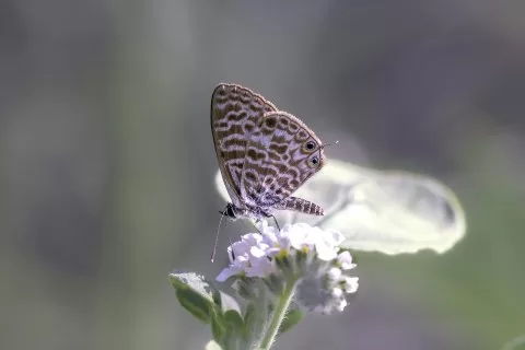 Mavizebra