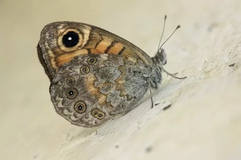 Küçük Esmerboncuk