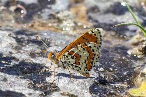 Benekli İparhan