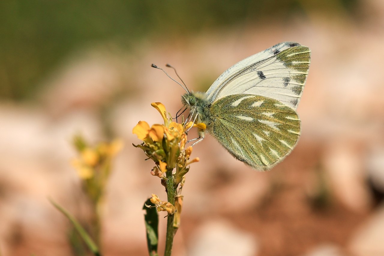 Arazi fotoğrafı