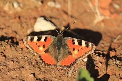 Aglais