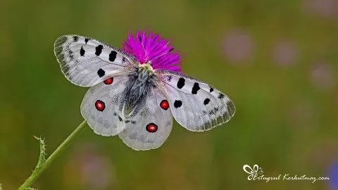 Apollo