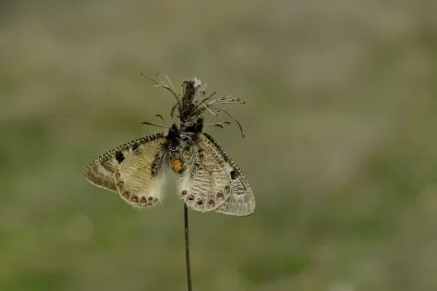 Yalancı Apollo