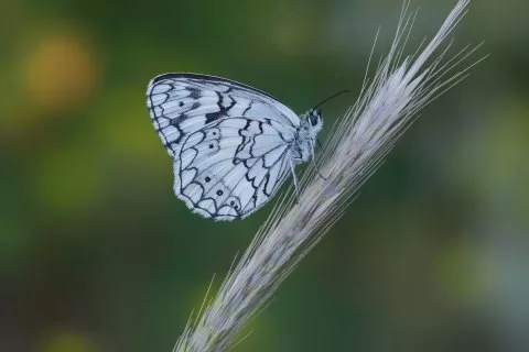 Anadolu Melikesi