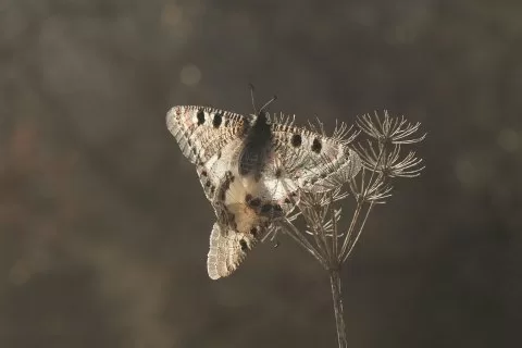 Yalancı Apollo