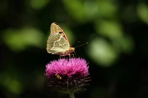 Bahadır