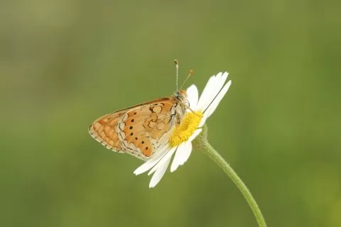 Niyobe
