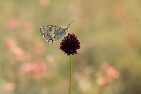 Anadolu Melikesi