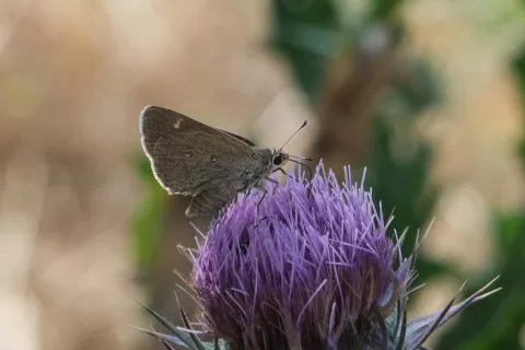Alsides Zıpzıpı