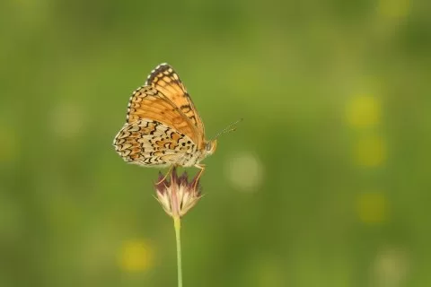 Tanımsız Kelebek