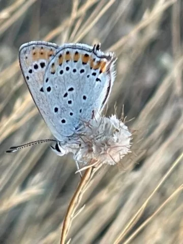 Tanımsız Kelebek