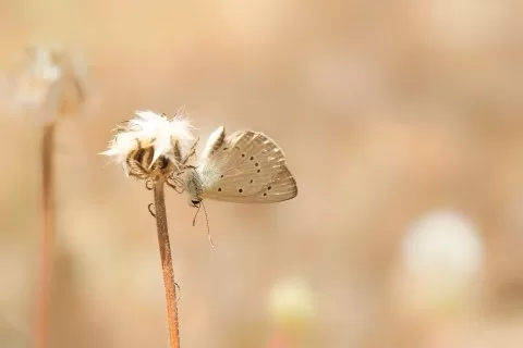 Çokgözlü Anadolu Beyazı
