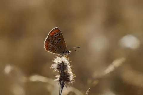 Çokgözlü Esmer