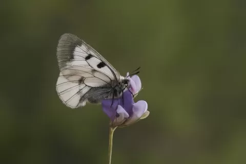 Dumanlı Apollo