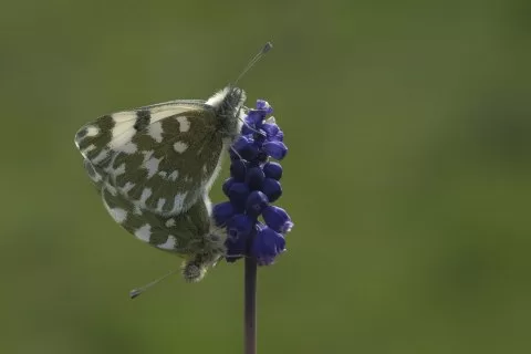Yeni Beneklimelek