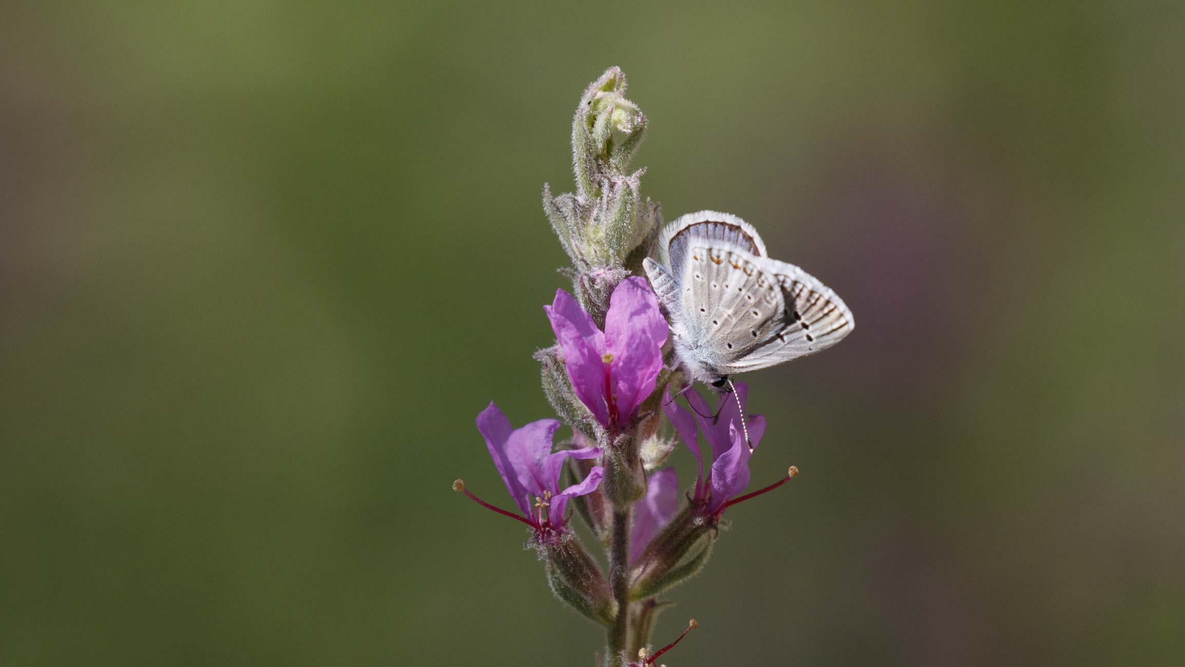 MALATYA'NIN KELEBEKLERİ — Ana fotoğraf